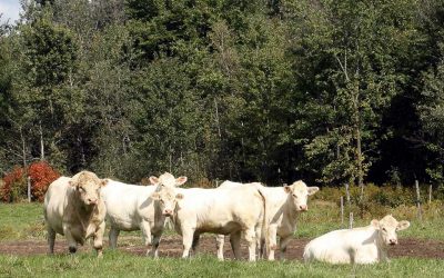 Rapport de la vente de dispersion du troupeau de Ranch Ostiguy Charolais